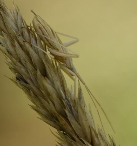 Réf. 322 129 : Miridius sp.